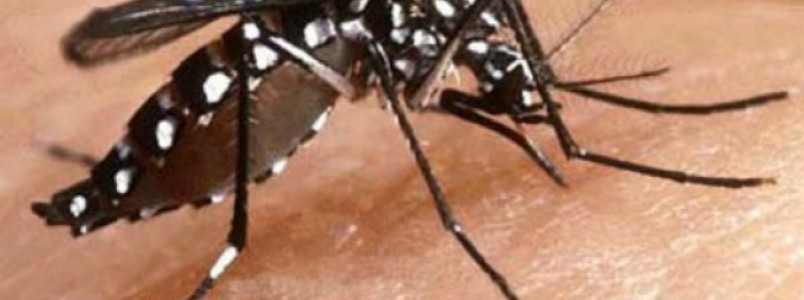  Nova vacina contra dengue deve chegar às clínicas particulares na próxima semana